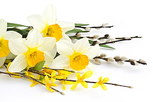 white-and-yellow petaled flowers