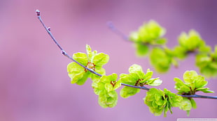 green leafed plant, nature, flowers, macro, plants