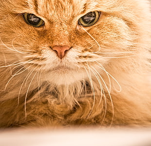 orange long-fur cat on focus photo HD wallpaper