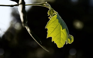 closed up photography of green leaf