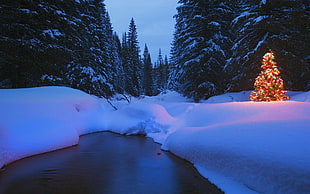 lighted red tree on snowfield