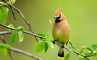 yellow and green bird on green plant HD wallpaper