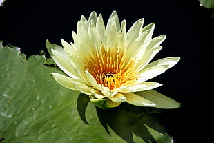 macro shot of white flower