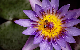 purple and yellow petaled flower, nature, flowers, bees, plants HD wallpaper
