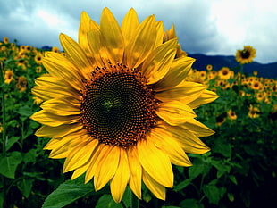 Sunflower in the field during day time HD wallpaper