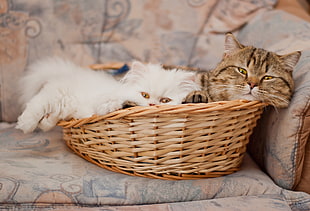 white Persian kitten and brown tabby cat in brown wicker basket on brown couch HD wallpaper