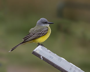 close photo of yellow and black bird, tropical kingbird