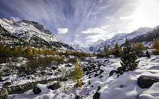 green plants and trees, nature, landscape, mountains, winter