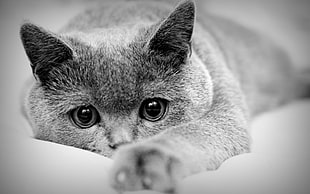 grayscale photo of cat