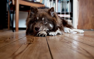 black and grey Finnish Lapphund lying on the parquet floor HD wallpaper