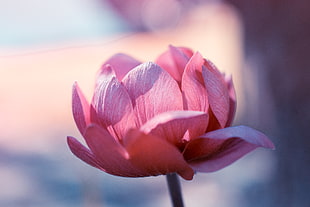 pink tulip flower in close up photography HD wallpaper