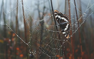 black, white, and brown butterfly, nature, spiderwebs, water drops, trees