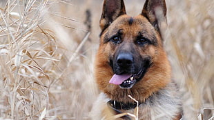 medium-coated tan and black dog, dog, animals, German Shepherd HD wallpaper