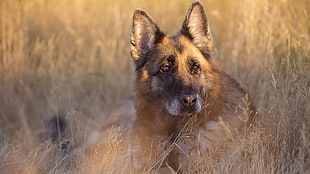 adult German shepherd, dog, German Shepherd, animals