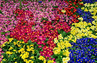 field of assorted colors flowers HD wallpaper