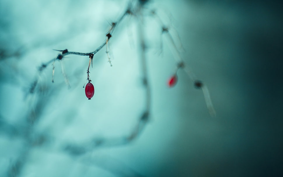 oval red fruit, plants, macro, depth of field, fruit HD wallpaper