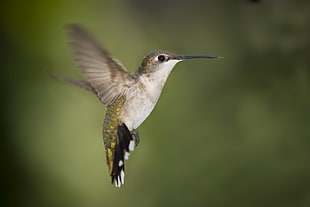selective focus photography of grey and green Hummingbird HD wallpaper