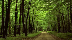 green forest trees, trees, road HD wallpaper