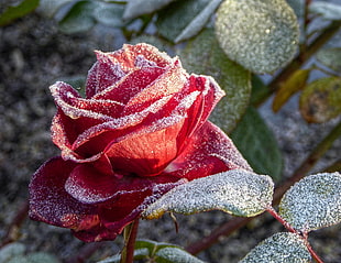 macro lens photo of red flower, rose HD wallpaper