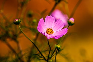 pink flower HD wallpaper