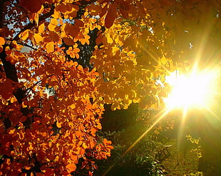 yellow autumn leaves