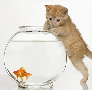 orange tabby kitten on glass fish bowl with gold fish HD wallpaper