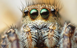 macro shot of a spider