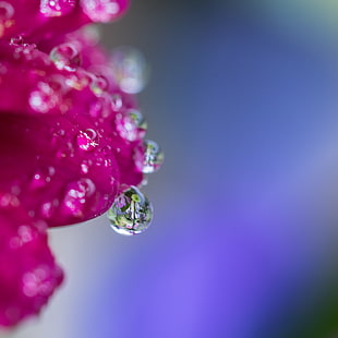 selective photography of water droplet HD wallpaper