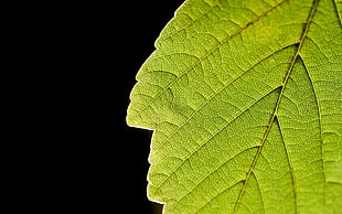 green leaf, nature