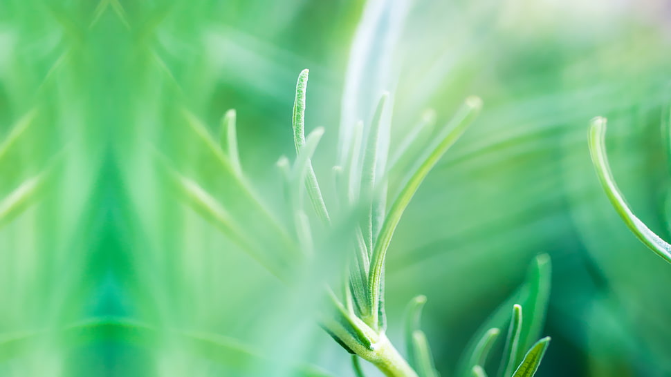 green and white leaf plant, HTC One M8, HTC Sense 6 HD wallpaper