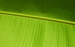 banana leaf, macro, plants HD wallpaper