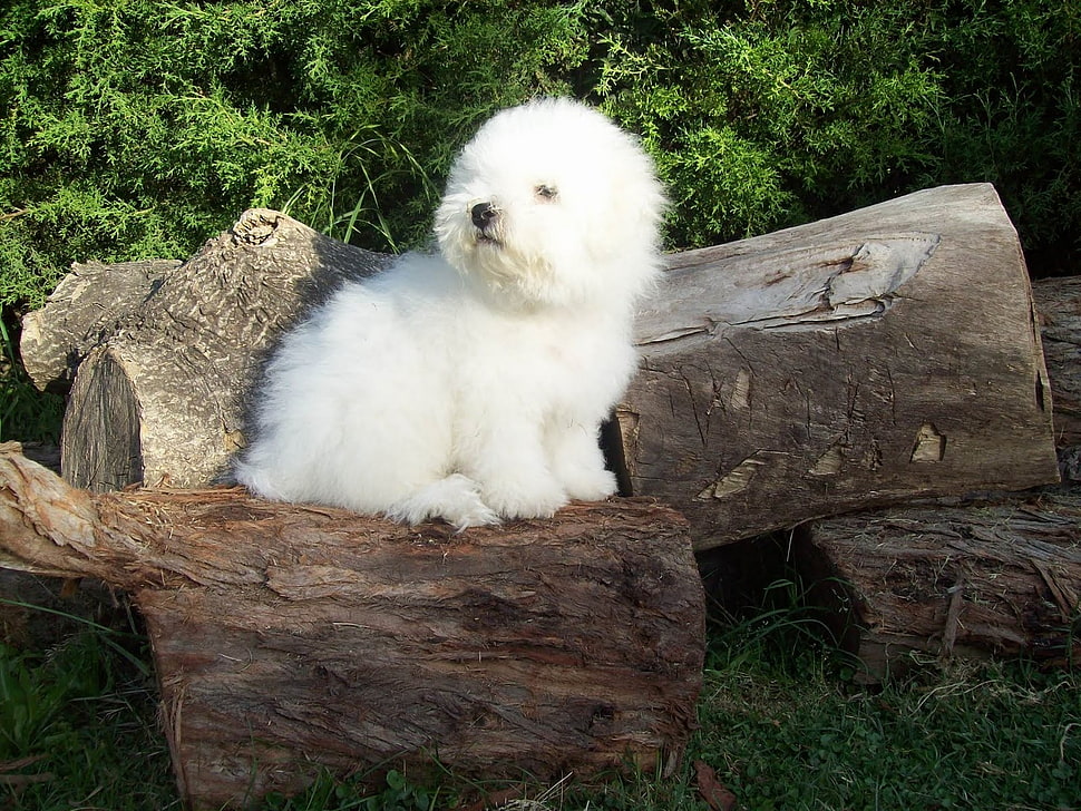 white Havanese puppy on wood log HD wallpaper