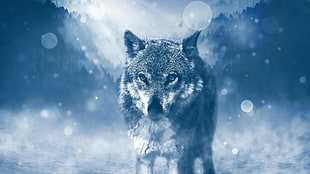 white and gray wolf, wolf, photo manipulation, snow HD wallpaper