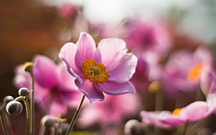 pink petaled flowers HD wallpaper