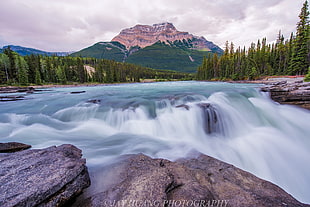 time lapse photography of falls near pine trees