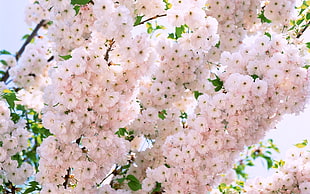 green leaf tree with white flowers