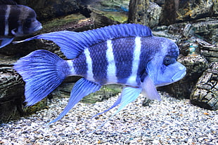 blue and gray cichlid fish HD wallpaper