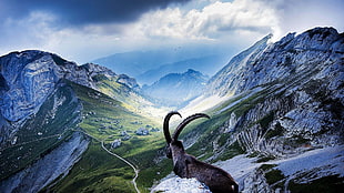 gray goat, nature, landscape, mountains, goats HD wallpaper