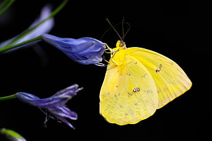 Sulphur Butterfly on purple flower HD wallpaper