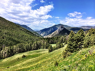 green grass and tree mountain during daytime, beaver creek HD wallpaper