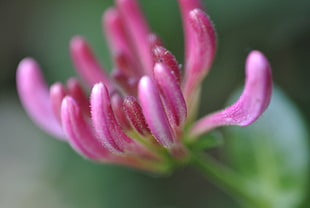 macro photography of pink petaled flower HD wallpaper