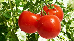 three ripe tomatoes HD wallpaper