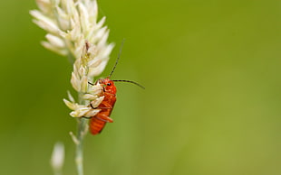 focus photography of orange wing insect on white petaled flower, soldier beetle HD wallpaper