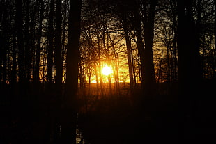 black trees, sunset, nature, forest, tree bark