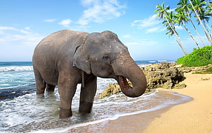 gray elephant, elephant, animals HD wallpaper