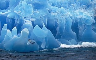 blue ice bergs, Antarctica, iceberg, birds, penguins HD wallpaper