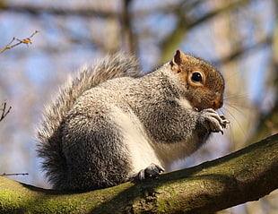 closeup photo of squirrel on trunk HD wallpaper