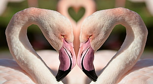 tilt lenst photography of two Flamingos HD wallpaper