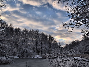 winter forest during day time