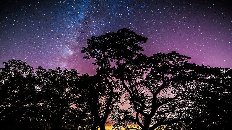 Silhouette of trees, stars HD wallpaper | Wallpaper Flare